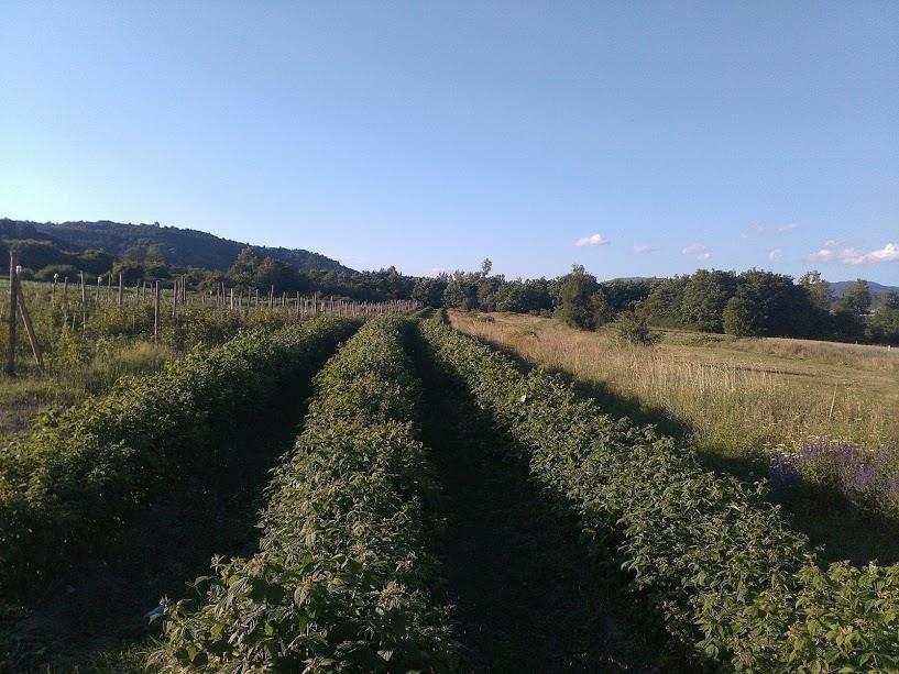 Sadnice-maline-Polana