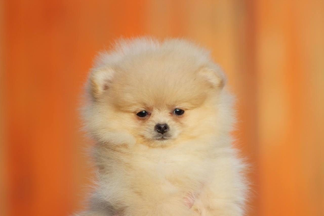 Pomeranac-Boo-stenci