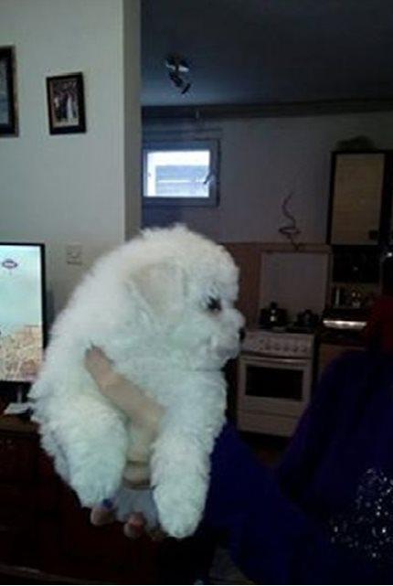 Kovrdžavi-bišon