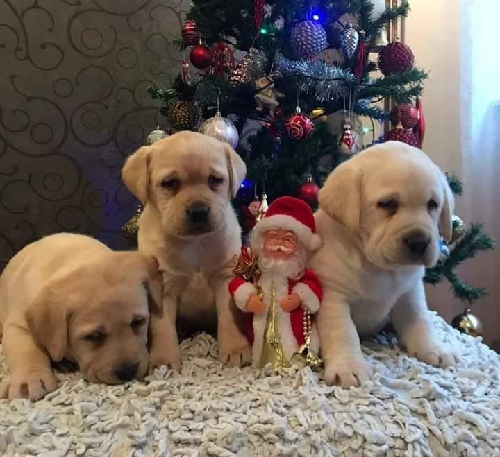 Labrador-retriver-