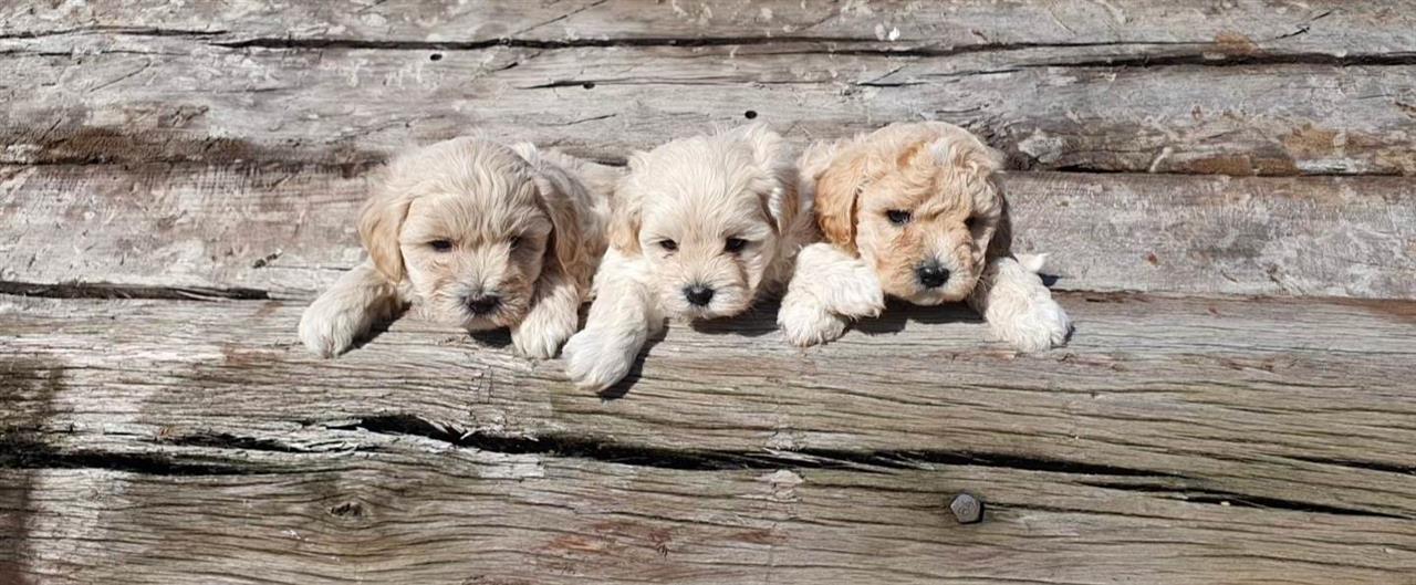 Prelepi-maltipoo-stenci-