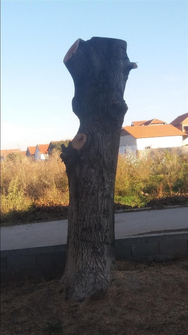 Stablo-oraha