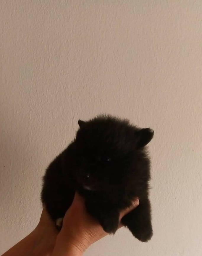 POMERANCI