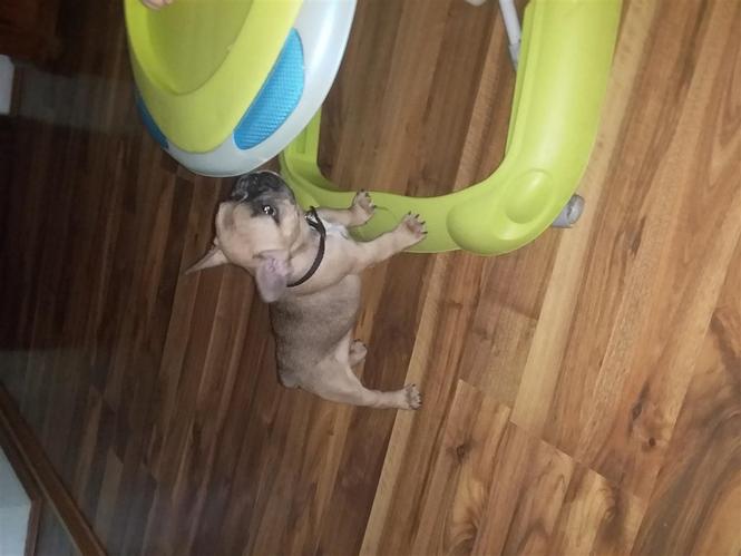 Francuski Buldog