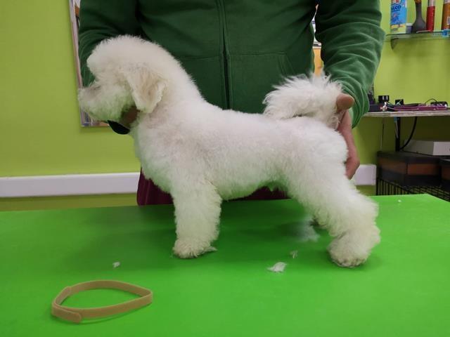 Bichon-Frise
