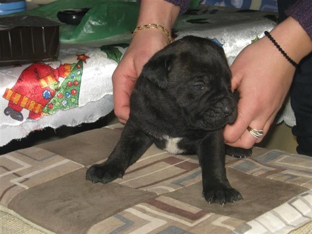 Stenci Cane Corso