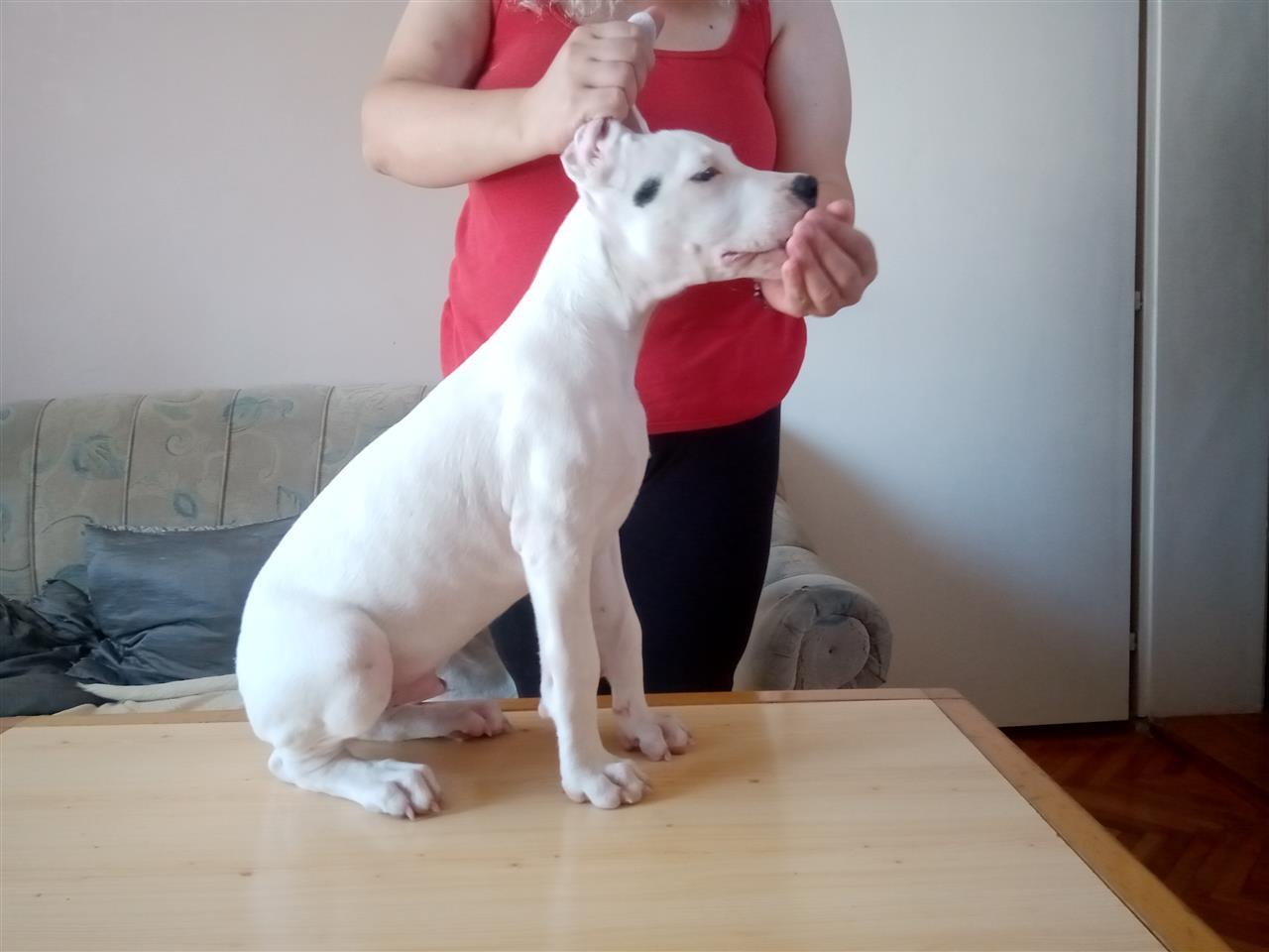 Dogo-Argentino