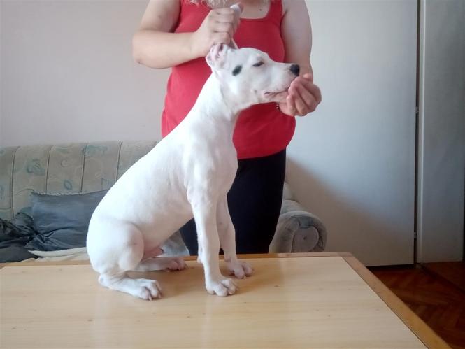 Dogo Argentino