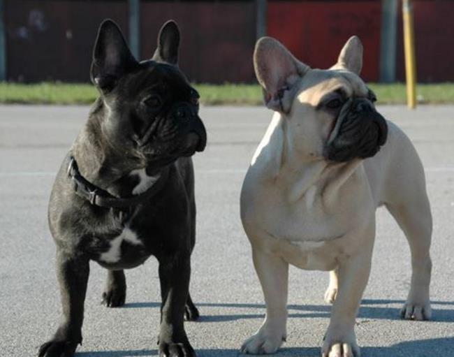 Francuski-buldog