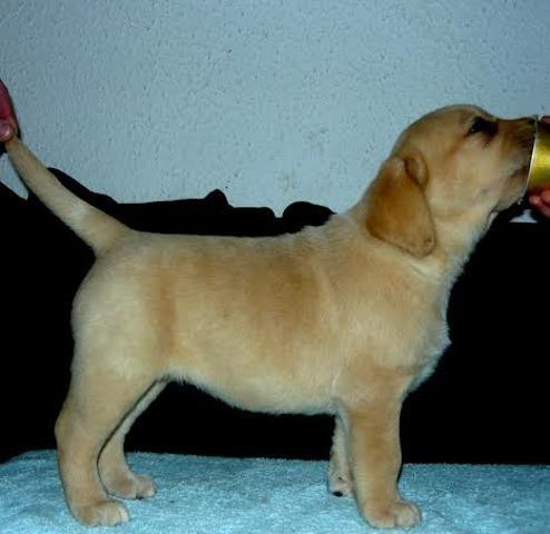 Labrador-Retriver---stenci-vrhunskog-porekla