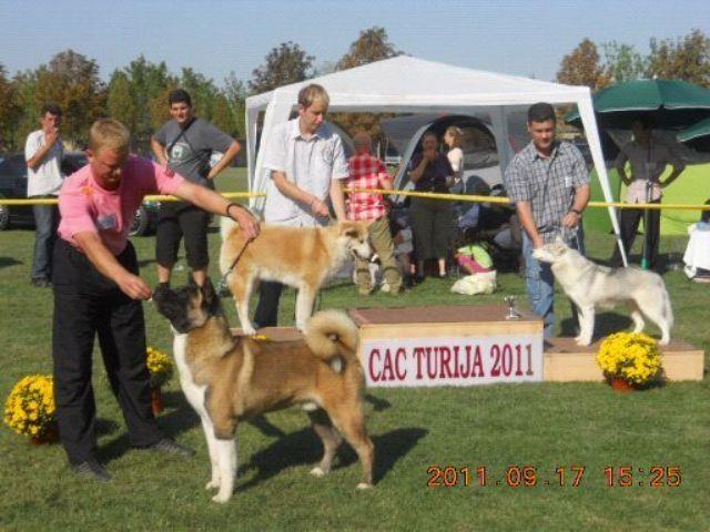 Americka-Akita-stenad-