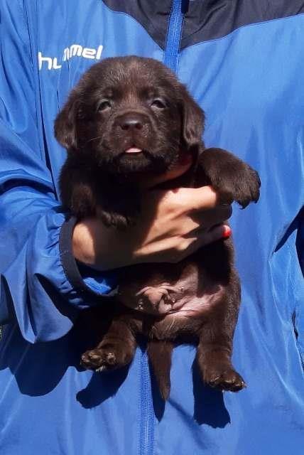 Labrador-Retriver--čokoladni-štenci