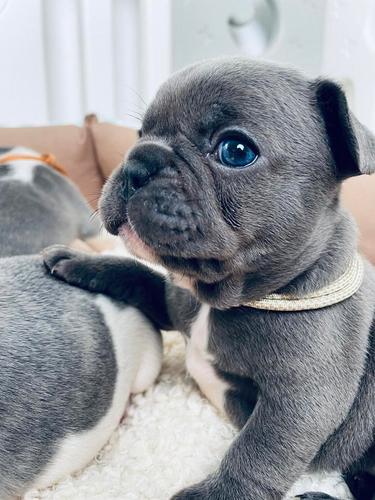Francuski buldog