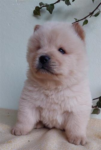 Chow Chow Stenci 