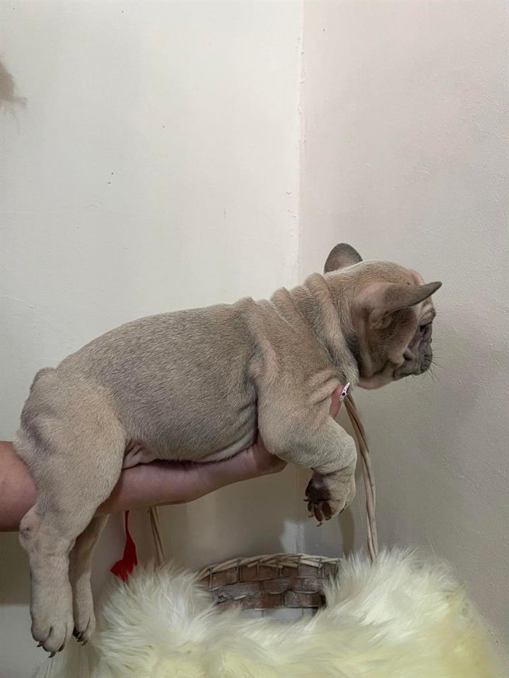 Egzotični-Francuski-Buldog