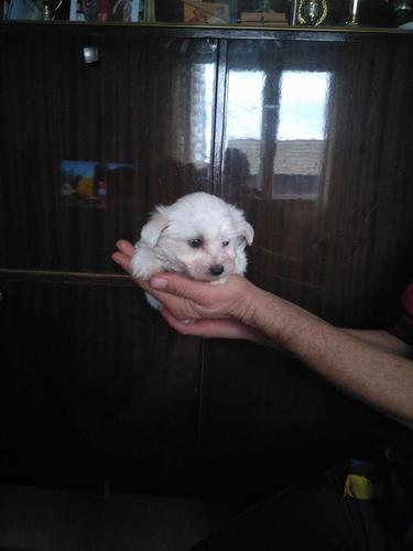 Mini maltezeri