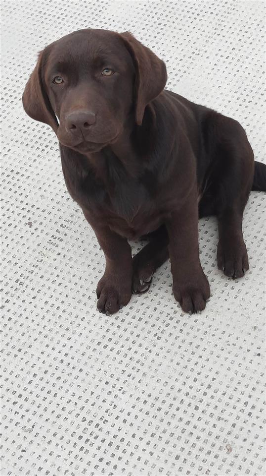 -Labrador-Retriver-ženke