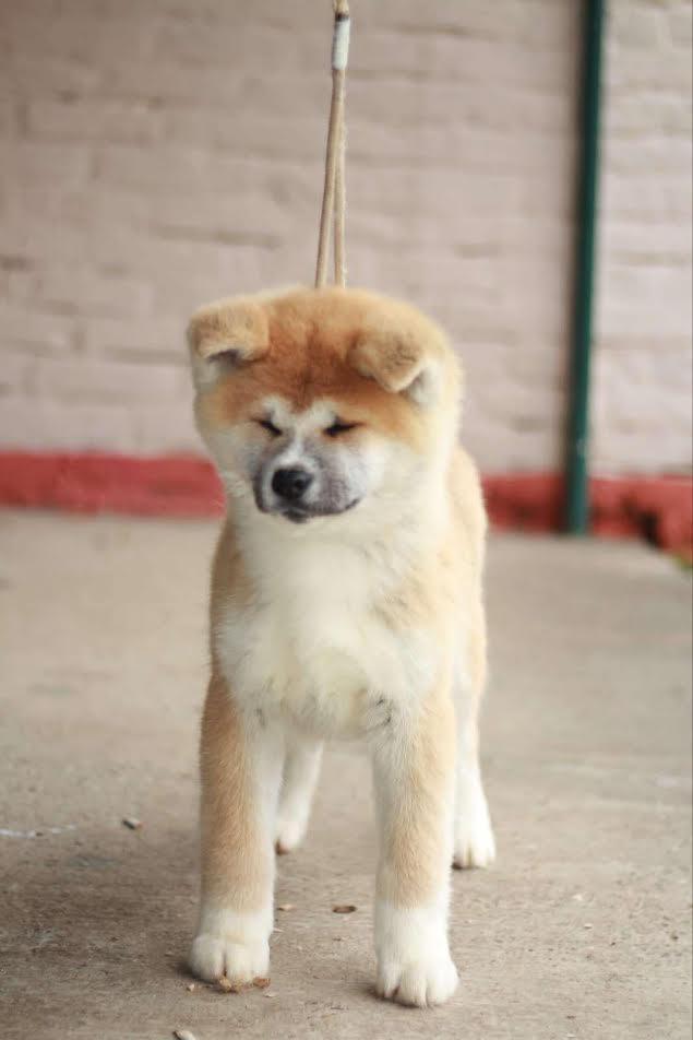 Akita-Inu