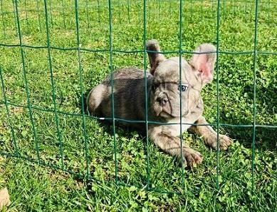 Francuski-buldog-štenci-