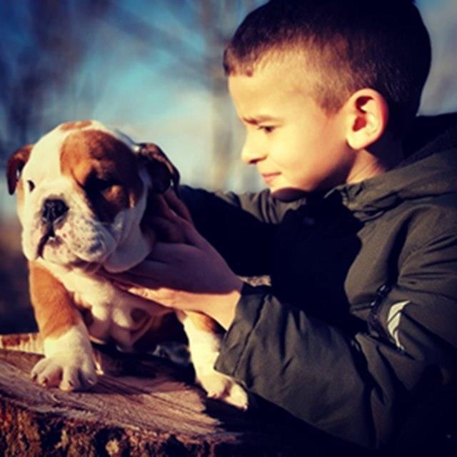 Engleski-buldog-