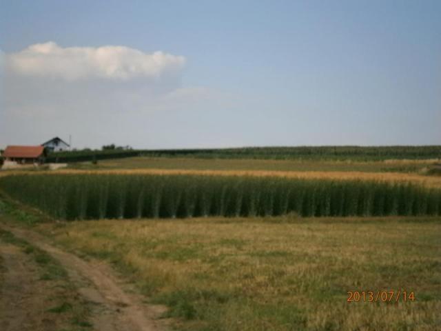 -Rasadnik-Pantić-