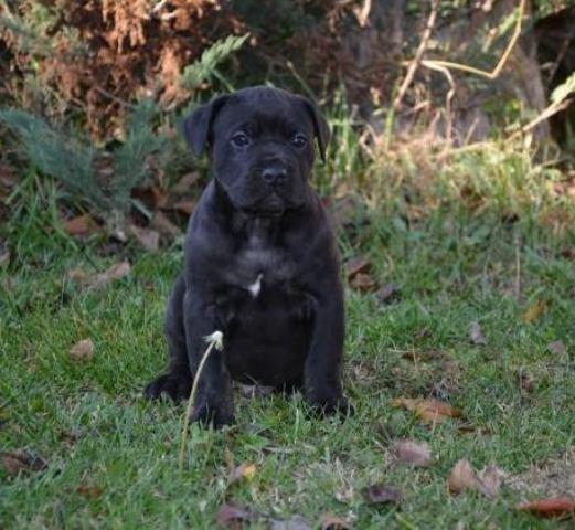 Cane Corso štenci 