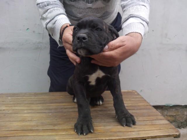 Cane-corso-stenci