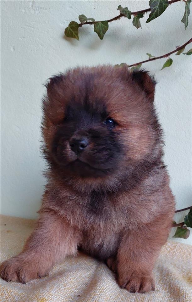 Chow-Chow-Stenci-