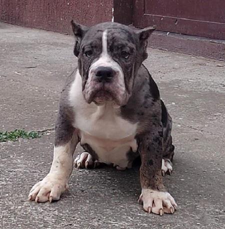 American-Bully----