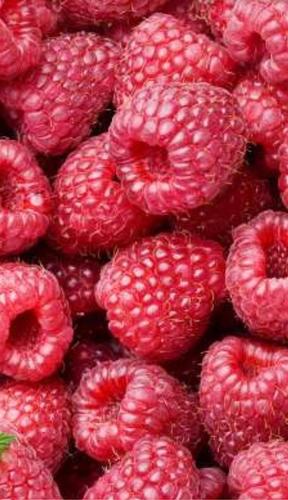 BERBA MALINE IVNJICA