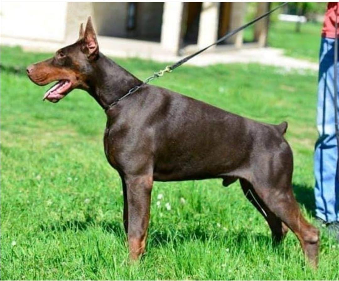 Doberman-štenci