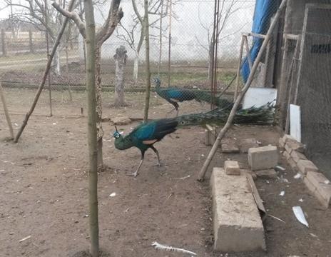 Paunova-