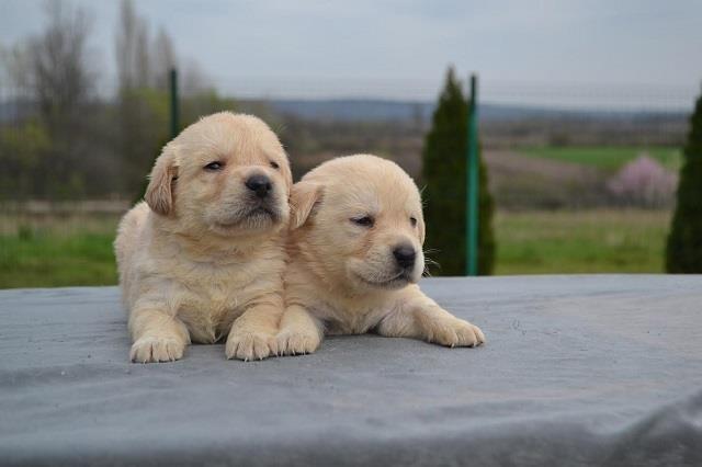 Labrador-retriver-