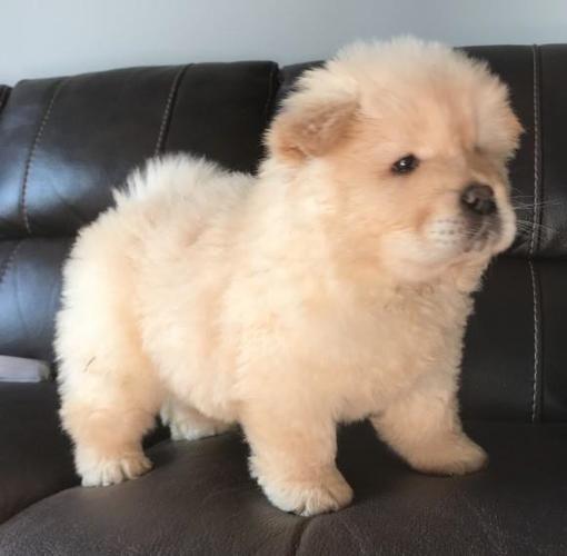 Dostupan štenac Chow Chow