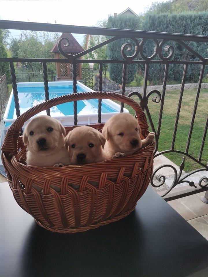 Labrador-stenci