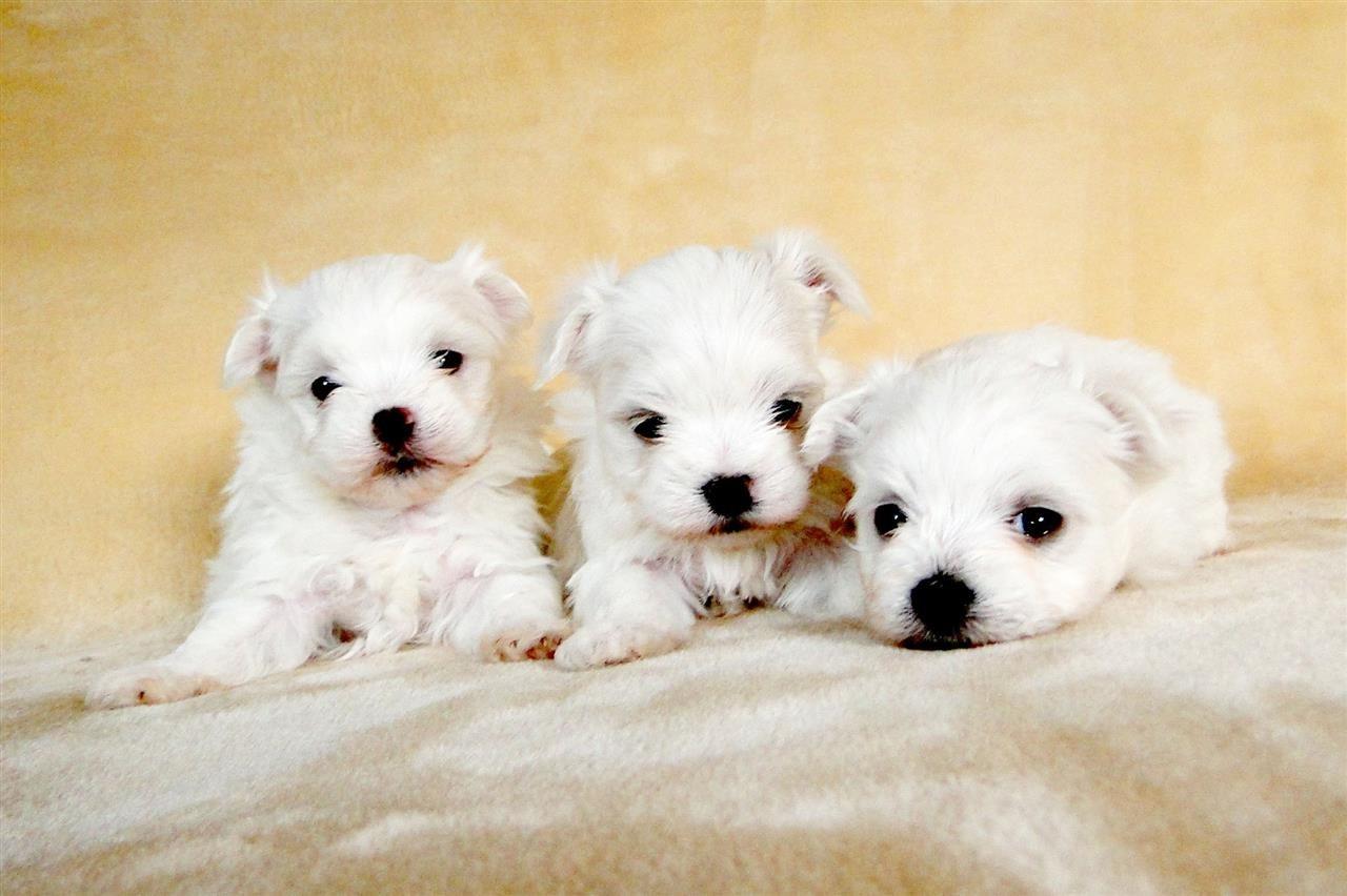 Maltezer-i-coton-de-tulear-stenci-na-prodaju-