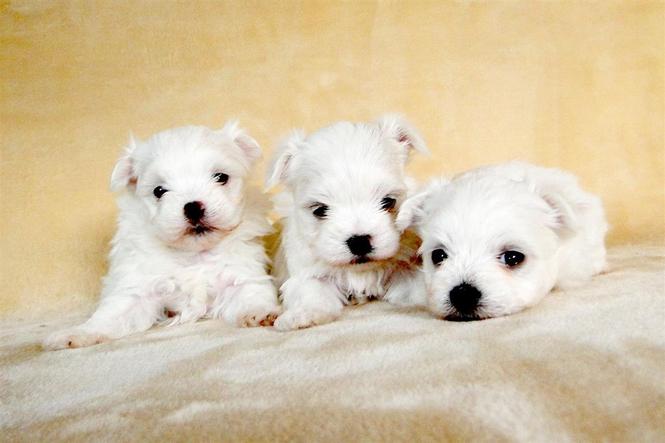 Maltezer i coton de tulear stenci na prodaju 