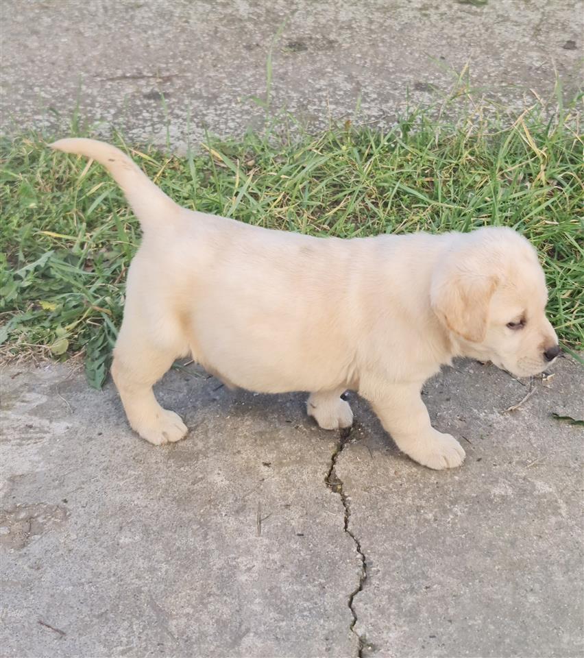 Labrador-retriver-stenci