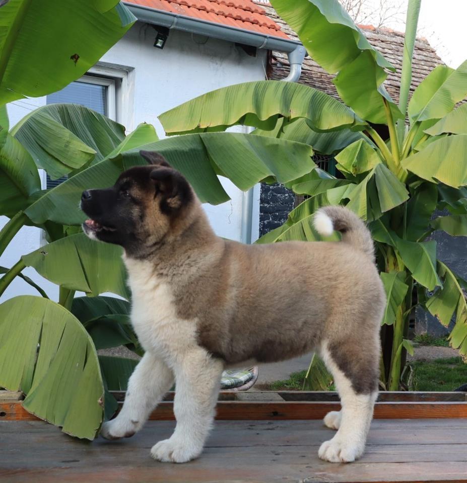 Američka-Akita-štenci