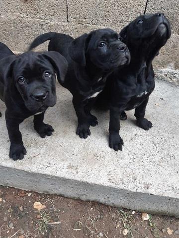 Cane-corso-štenci