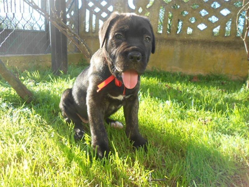 Cane-Corso-stenci