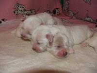 Coton-de-Tulear-štenci