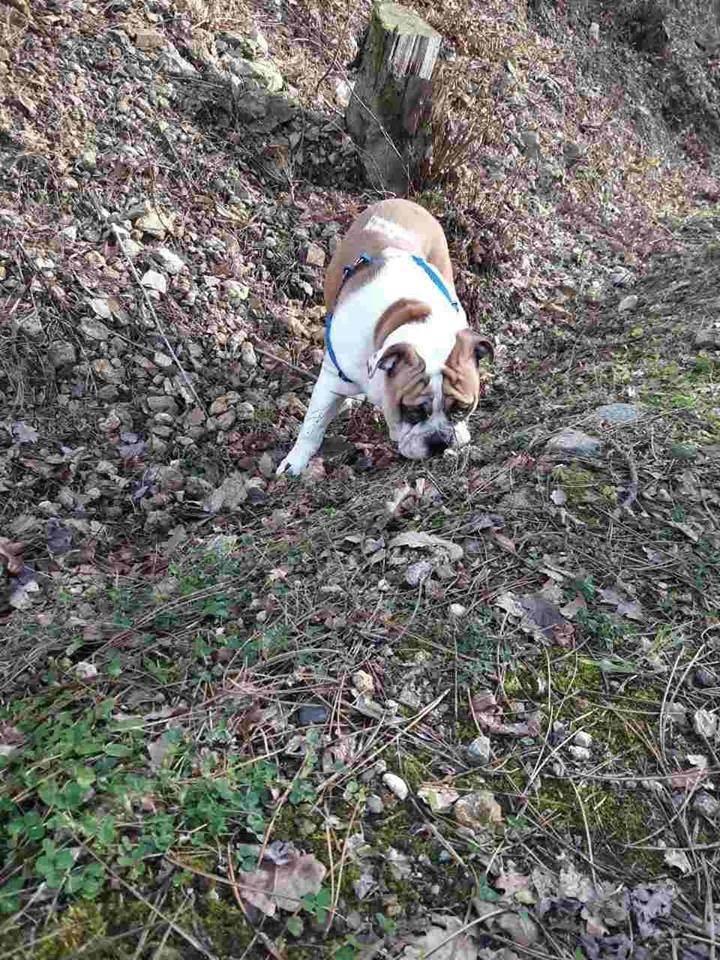 Engleski-buldog-štene