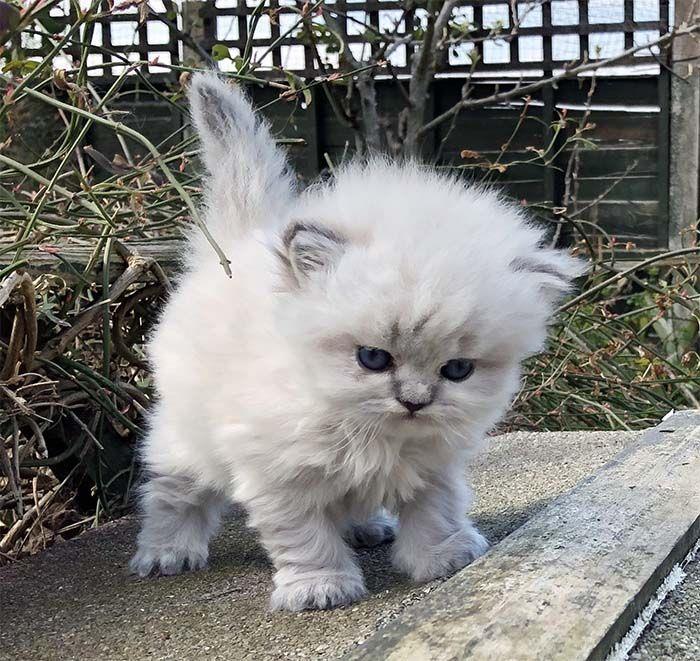 Persian-Kittens