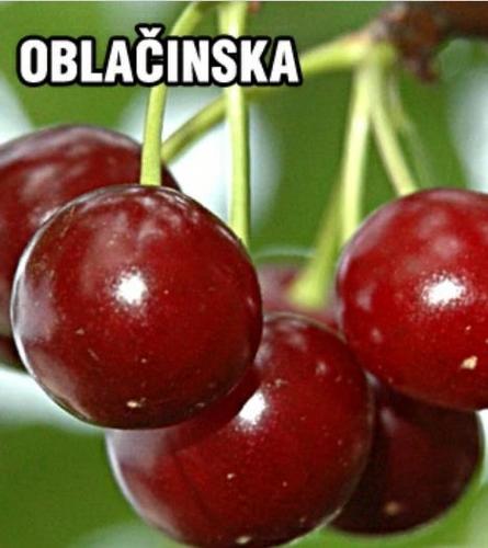 Visnja oblacinska - sadnice