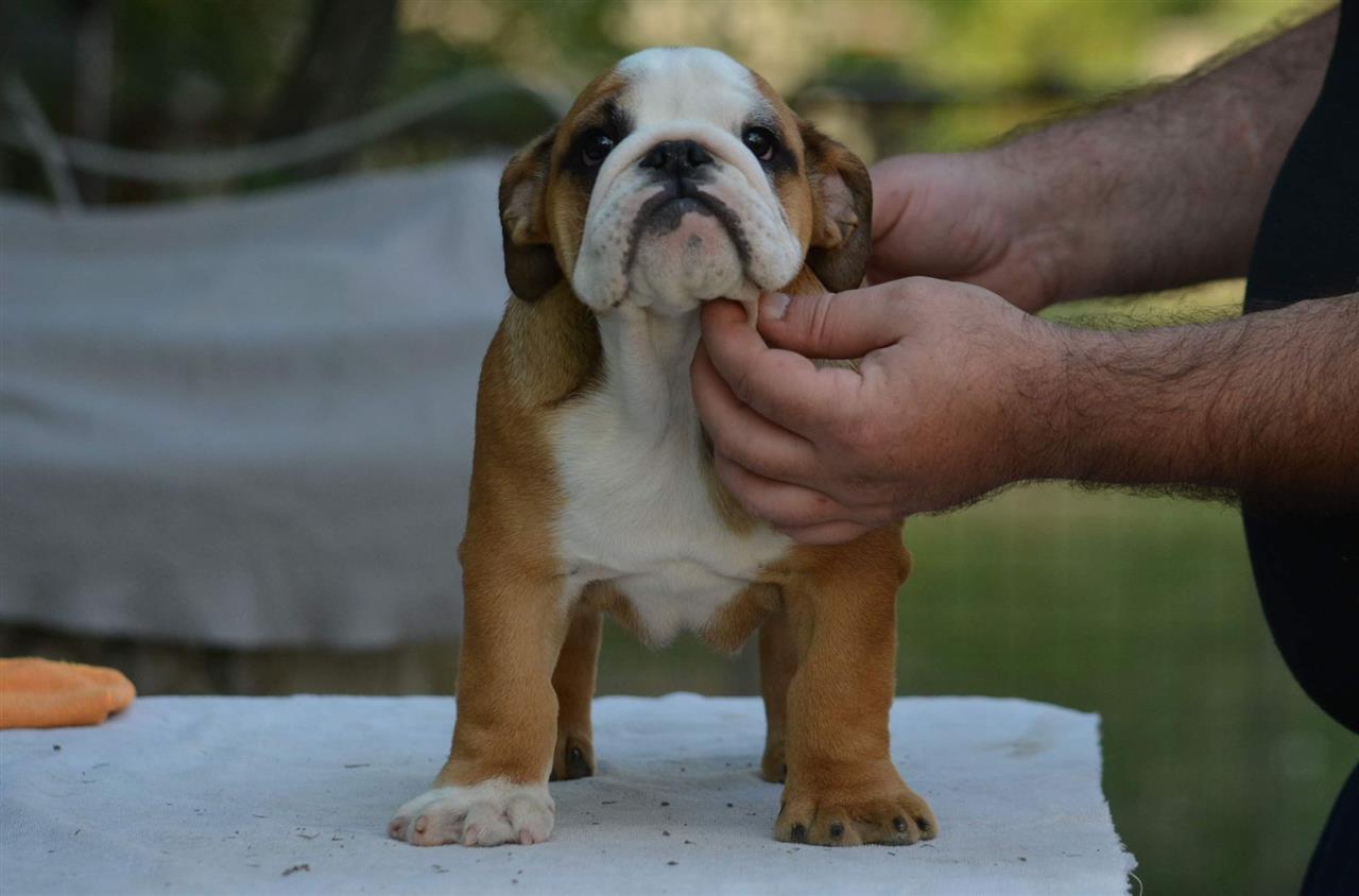 Engleski-buldog