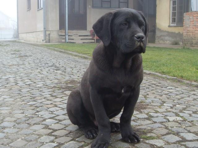 Cane-corso-štenci