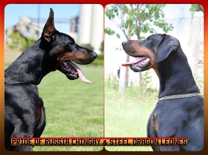 Stenci dobermana 