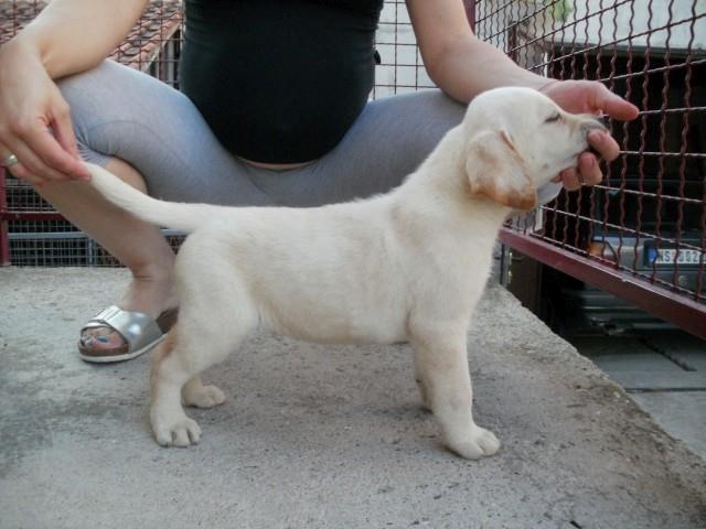 Labrador-retriver-stenad