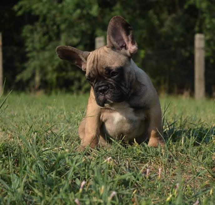 Francuski-buldog